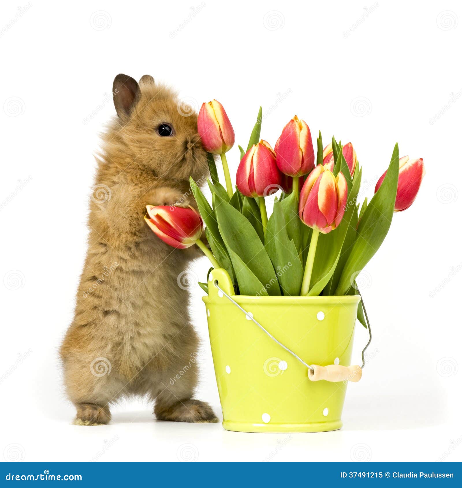 Baby rabbit with tulips stock image. Image of portrait 37491215