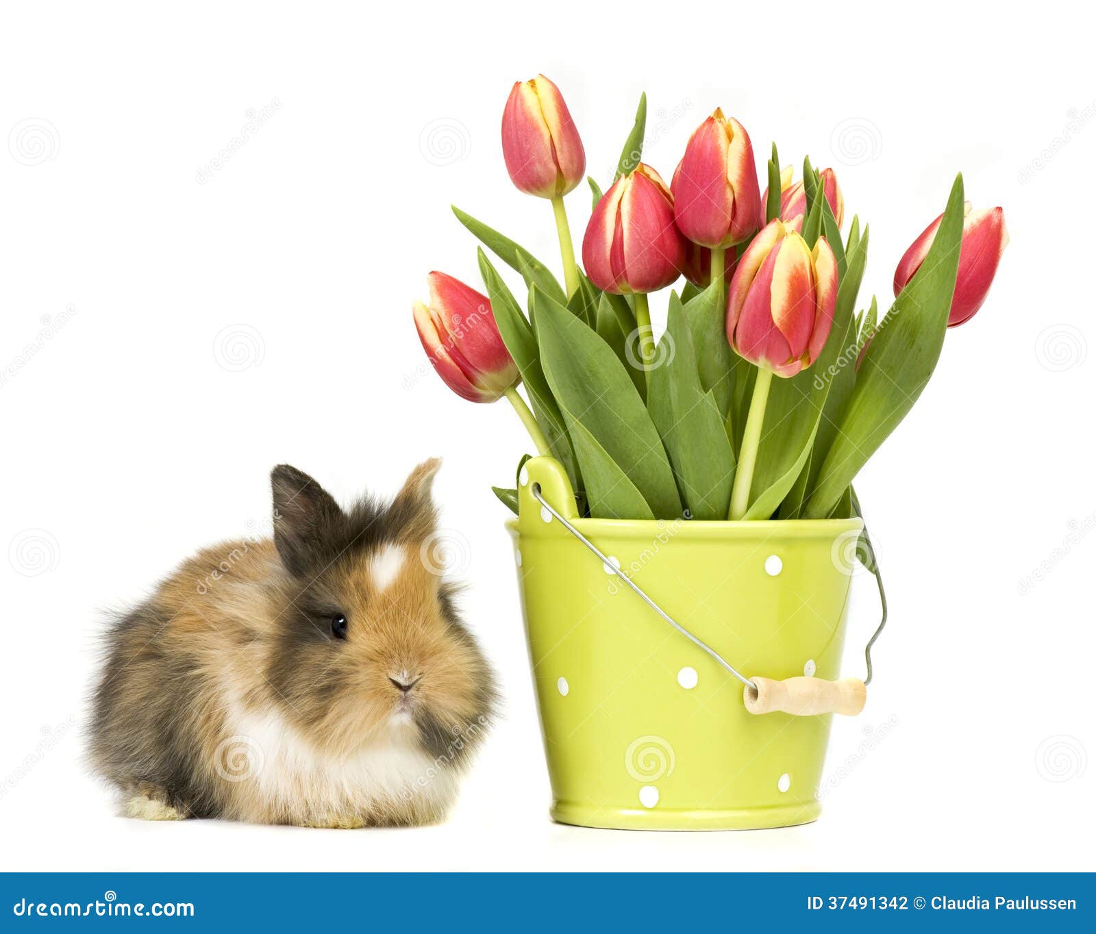 Baby rabbit with tulips stock photo. Image of hare, rabbits 37491342