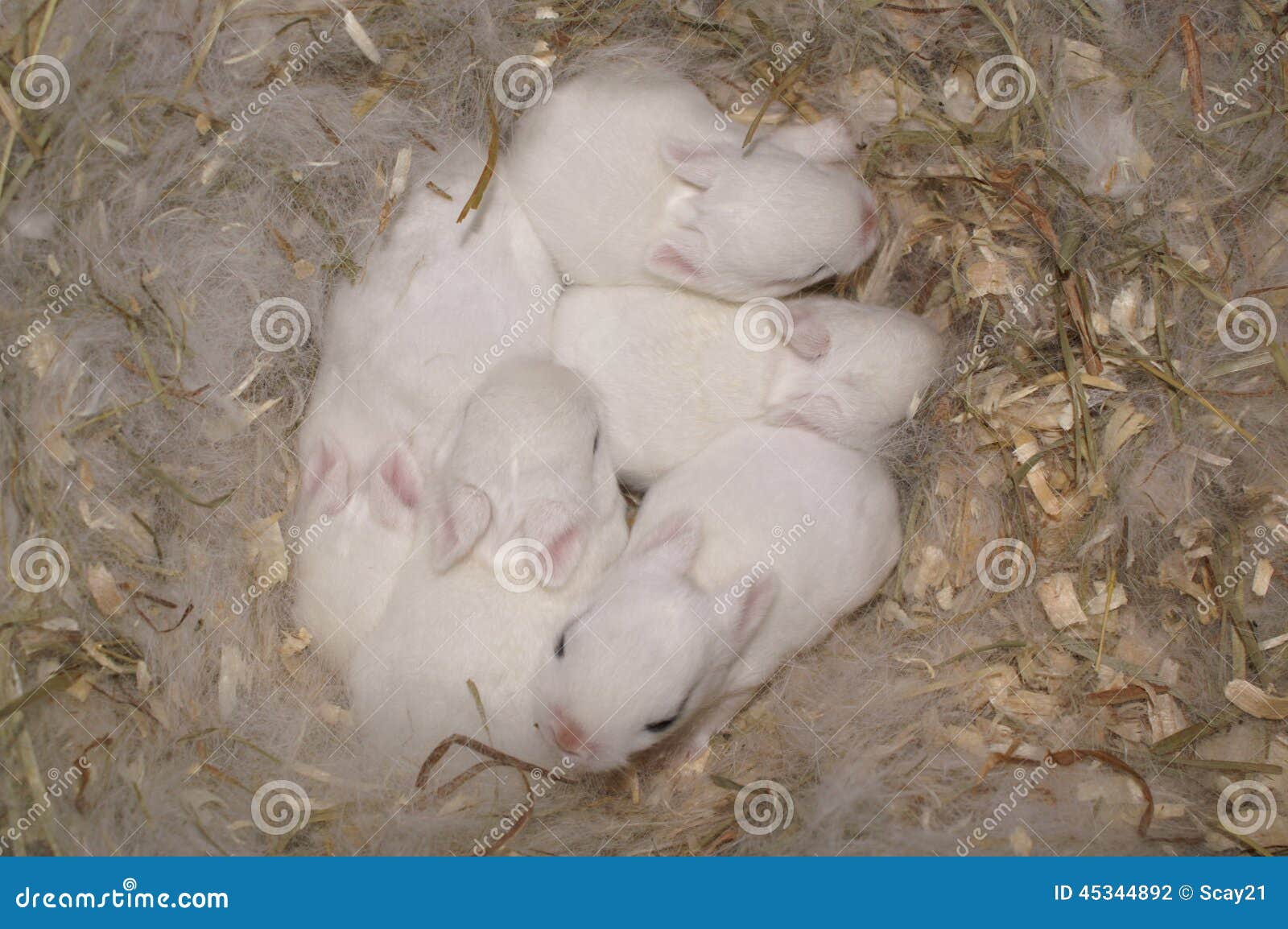 dwarf hotot baby