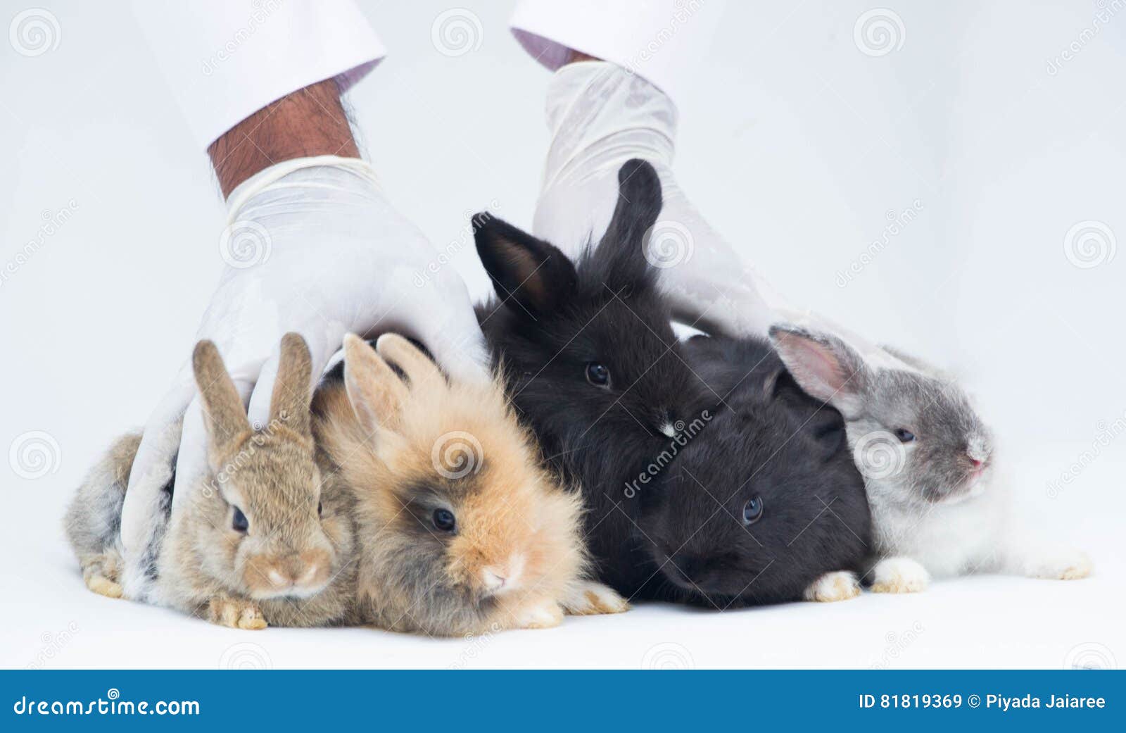 Baby Rabbits Sitting Together Stock Image Image of gray, black 81819369