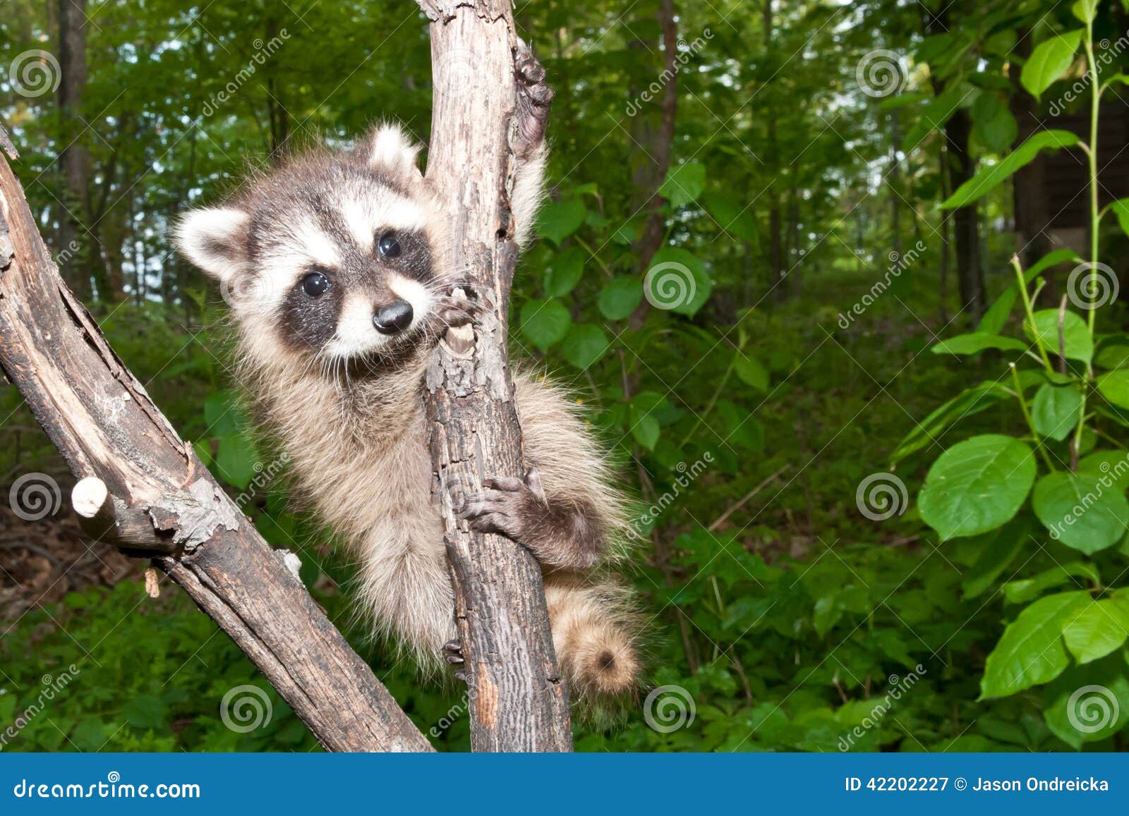 Baby Raccoon Learning To Climb. Stock Image Image of animal, climb