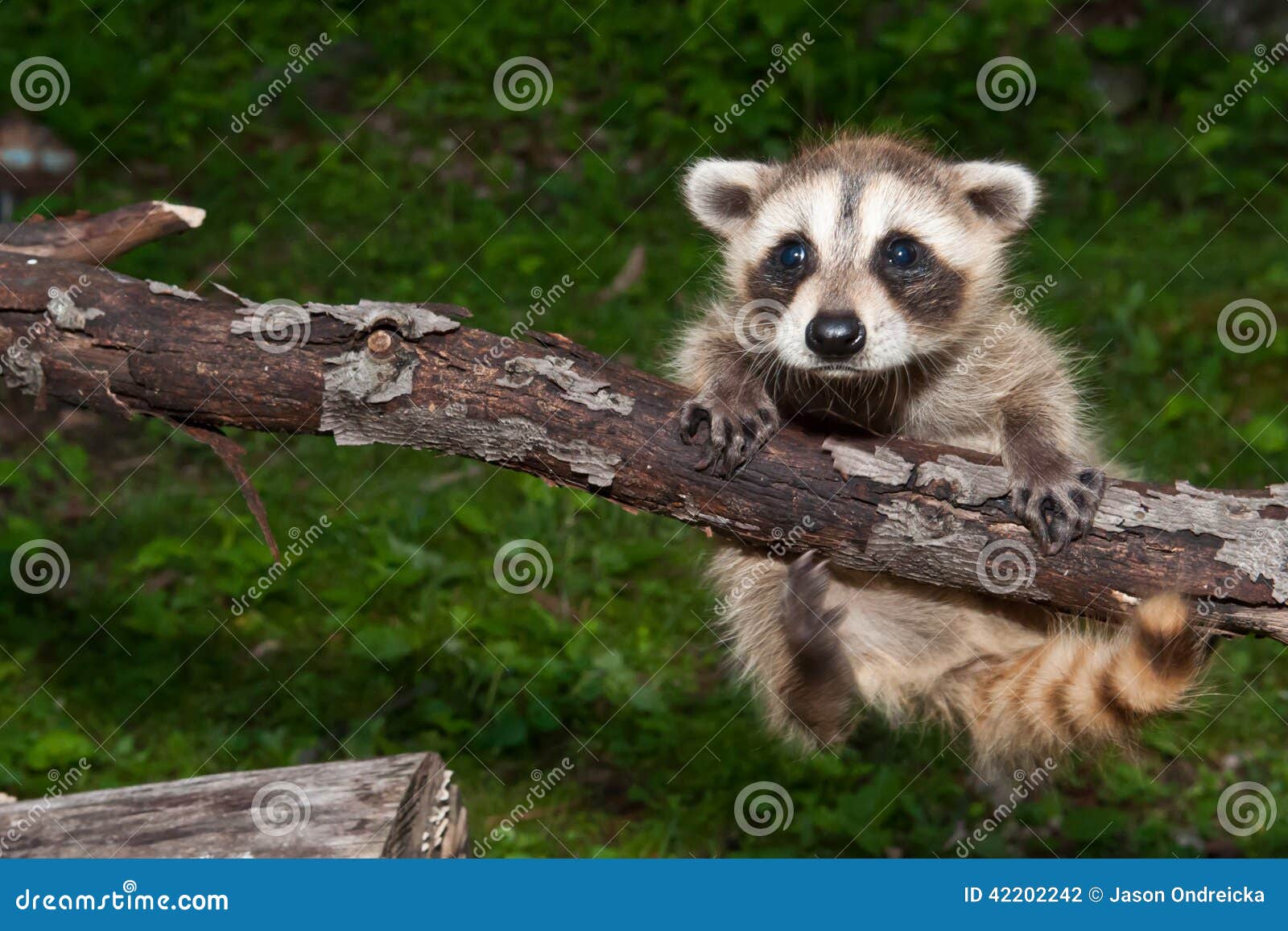 Baby Raccoon Learning To Climb. Stock Photo Image of empty, hang