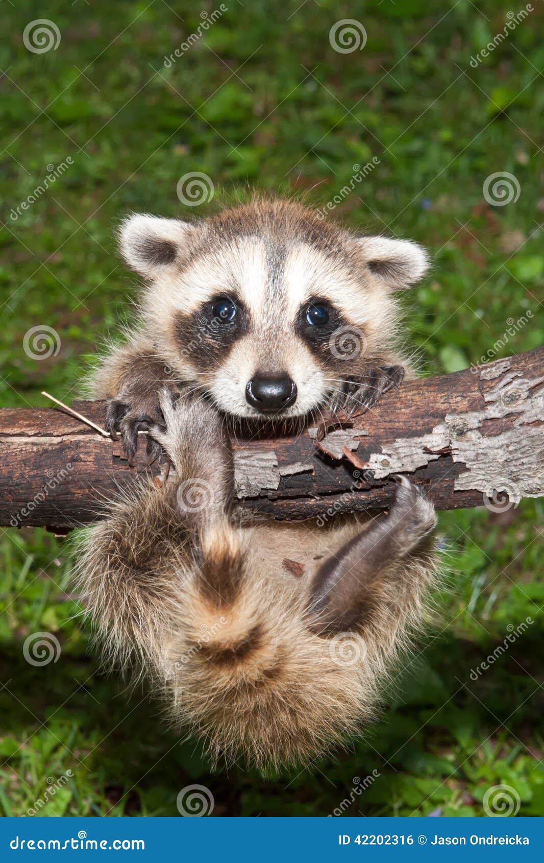 Baby Raccoon Learning To Climb. Stock Photo Image of adorable, ears