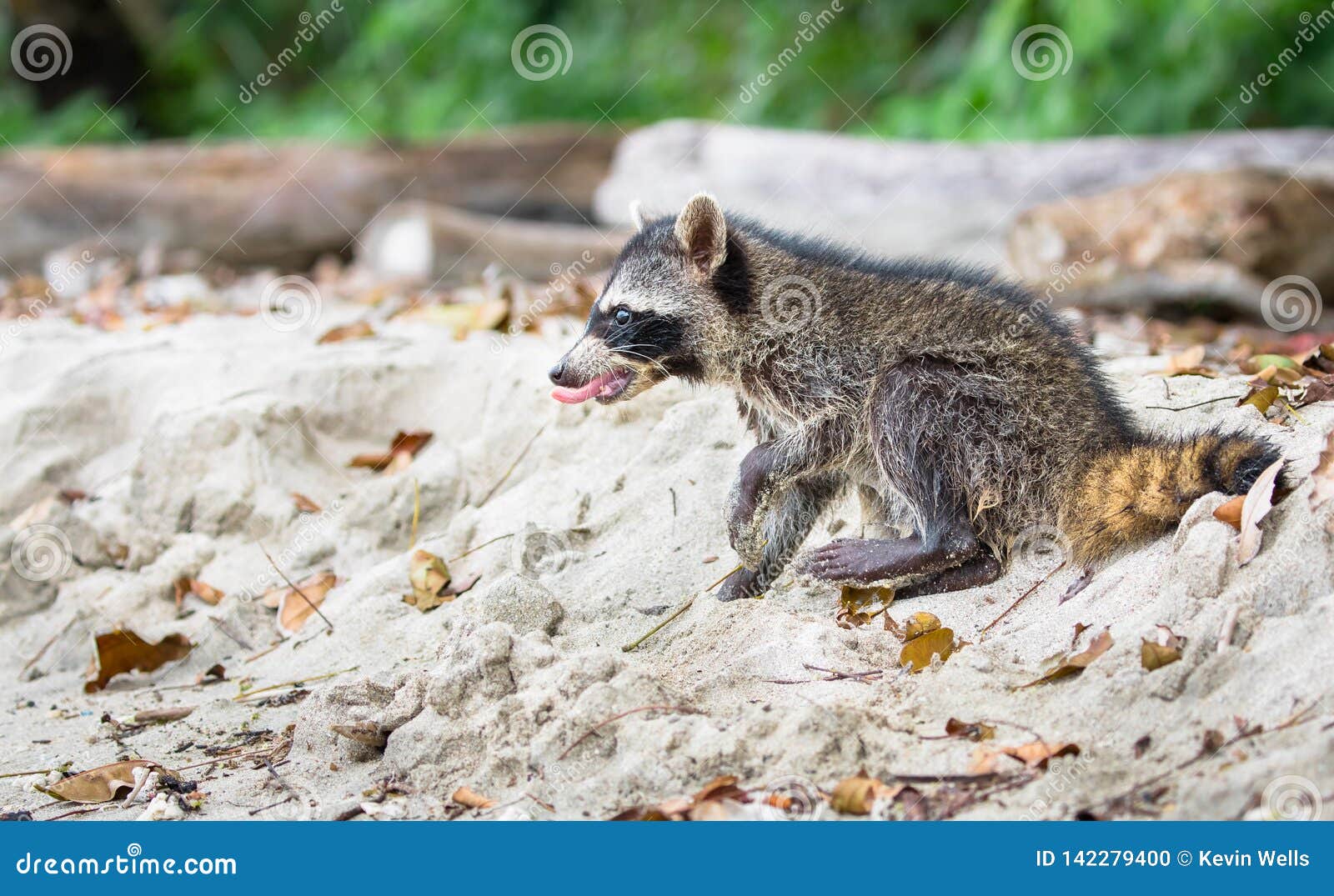 baby raccoon procyon lotor on the beach