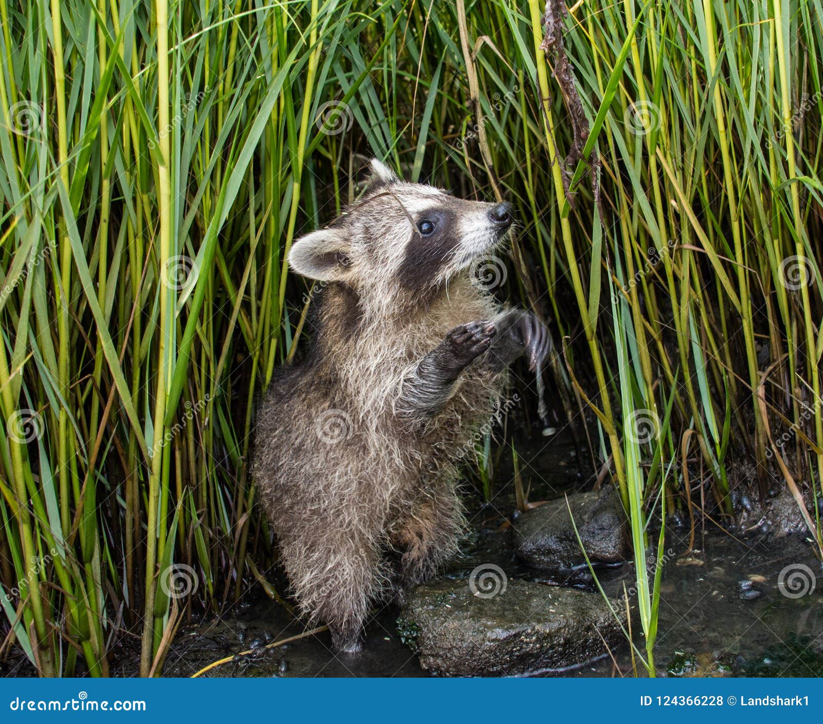 A Baby Raccoon Standing On Her Hind Legs. Stock Photo ...