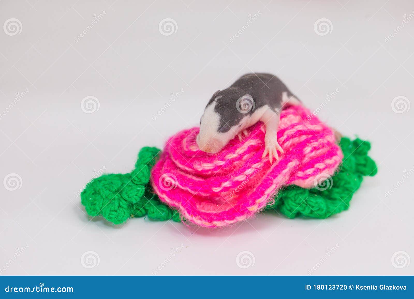 Baby Rats on Bright Toys. on a White Stock Photo Image of cheese