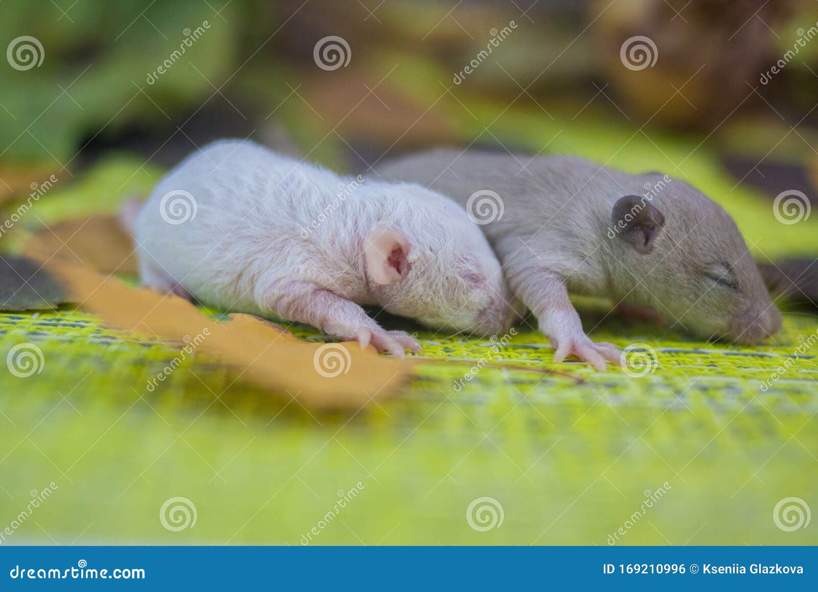 Baby Rats Are Small Fluffy And Cute Among The Foliage Of Trees Stock Photo Image Of Chinese Design 169210996