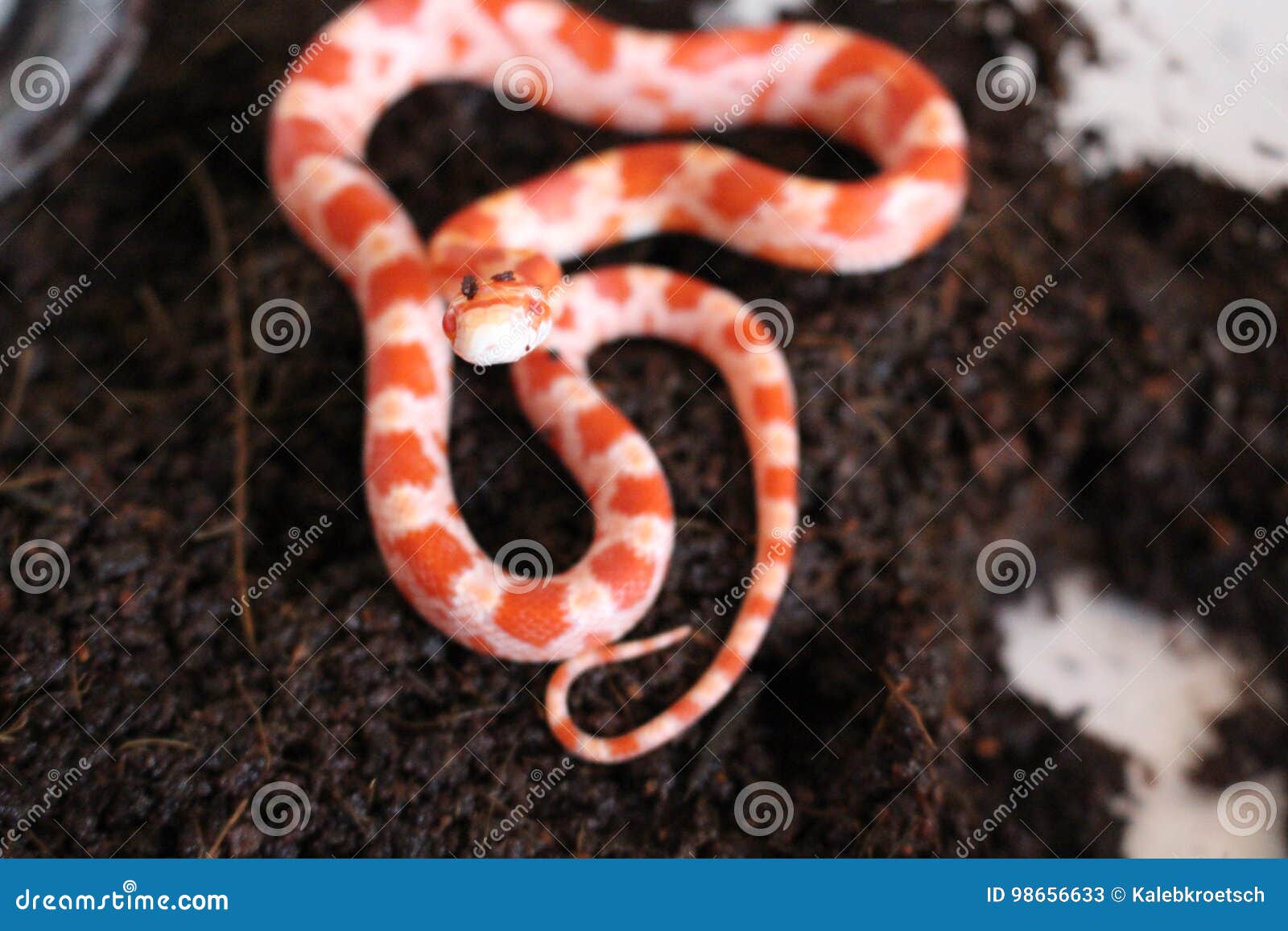 baby red albino pet snake