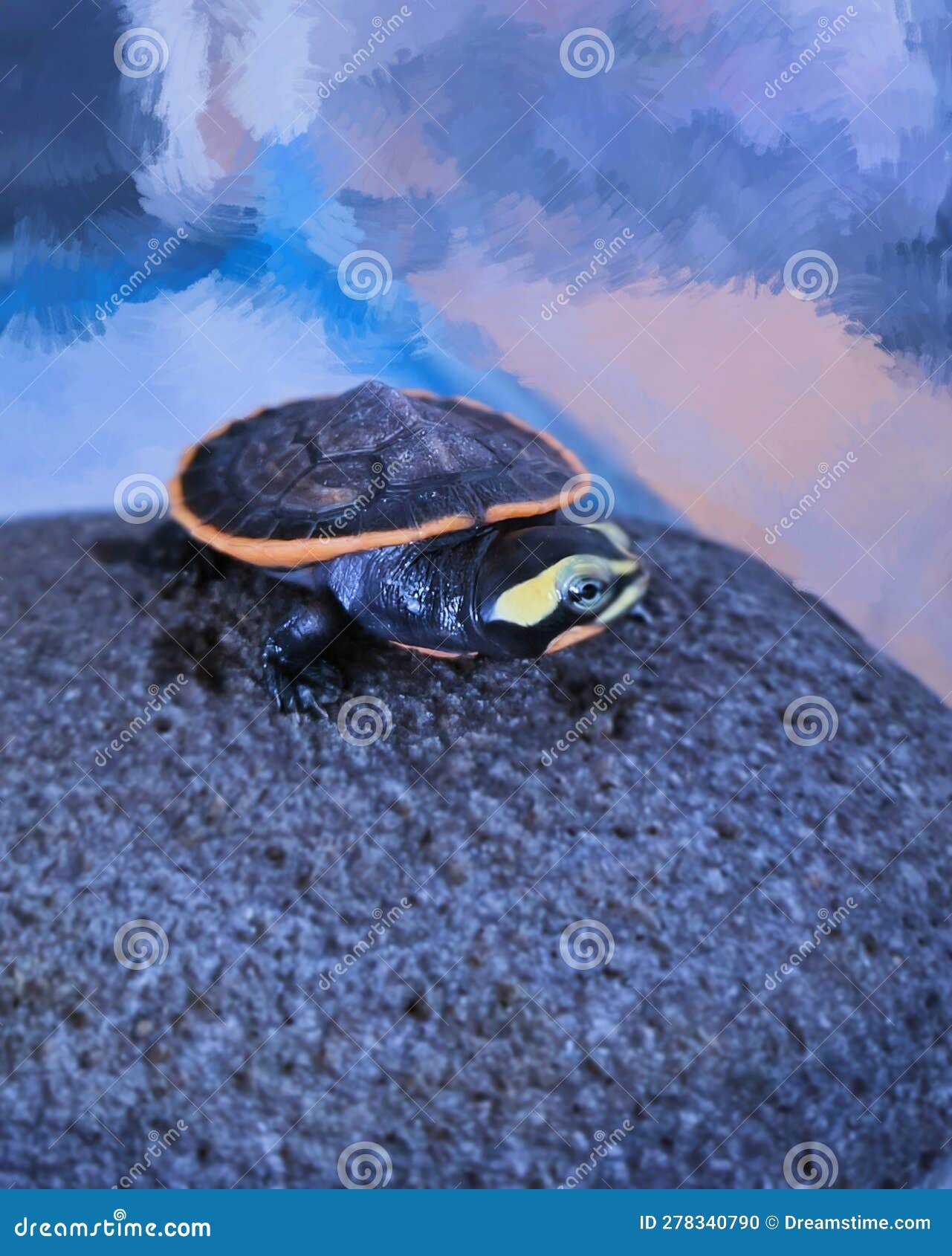 Baby Red Bellied Short-necked Turtle Stock Photo - Image of necked ...