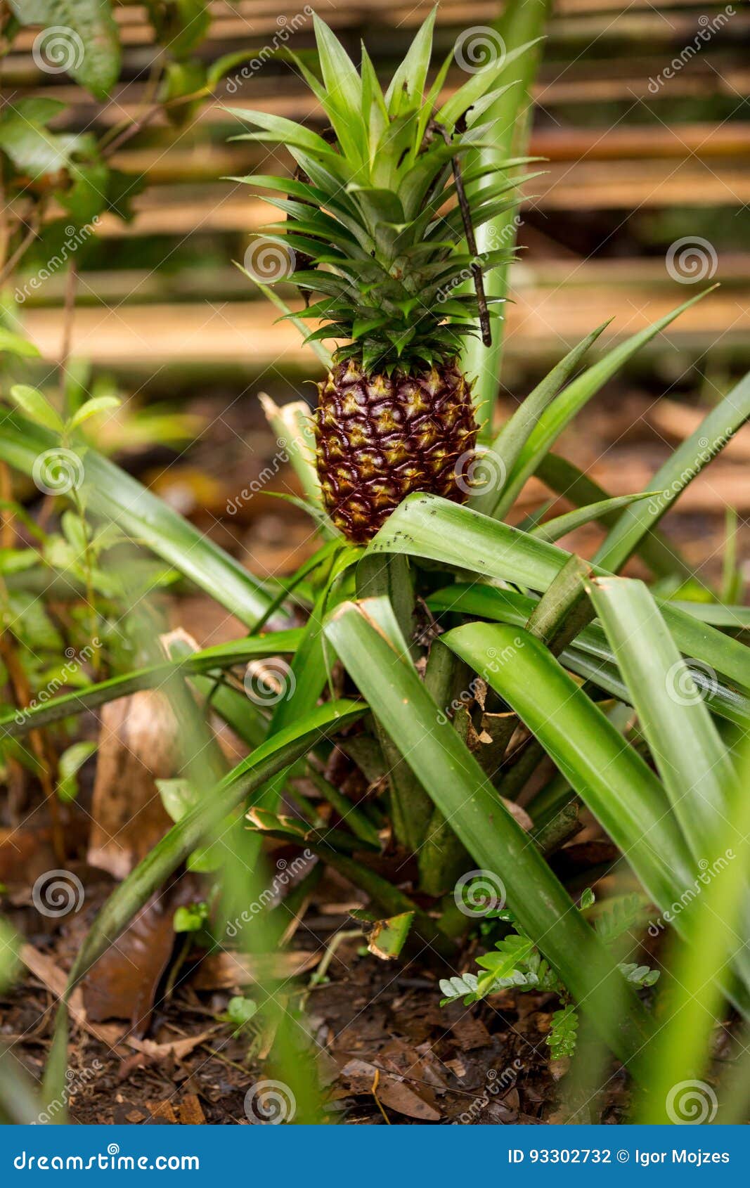 Baby red pineapple stock photo. Image of exotic, health 93302732