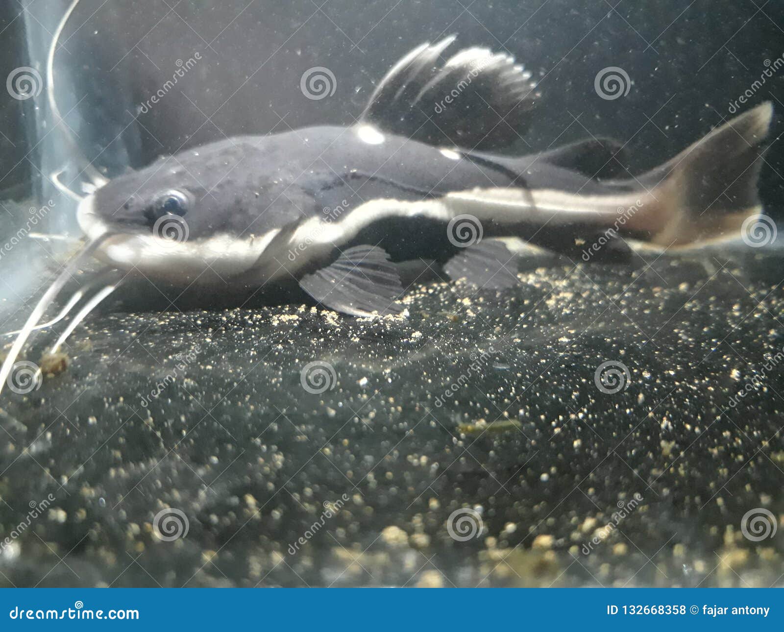 Baby Red tail catfish stock photo. Image of catfish - 132668358