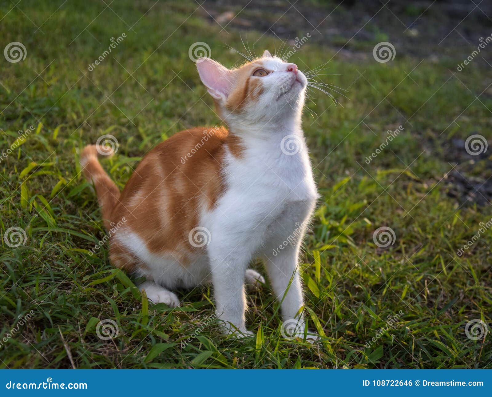 red tabby cat