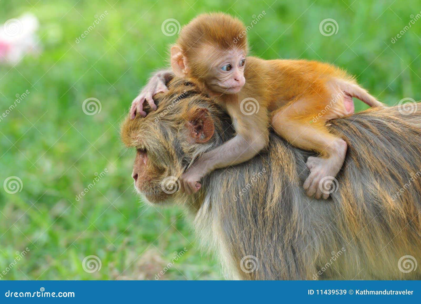 baby rhesus macaque monkey in kathmandu