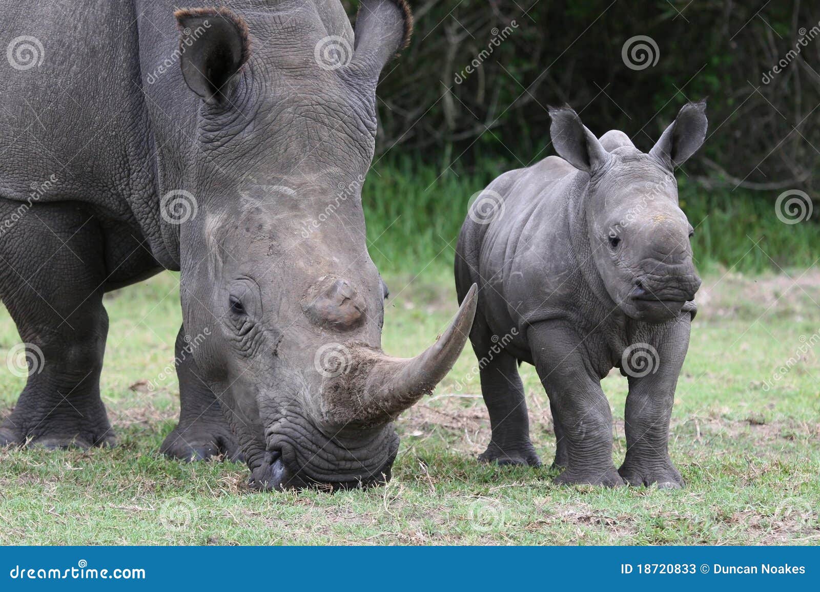 Baby Rhino And Mother Stock Photos Image 18720833
