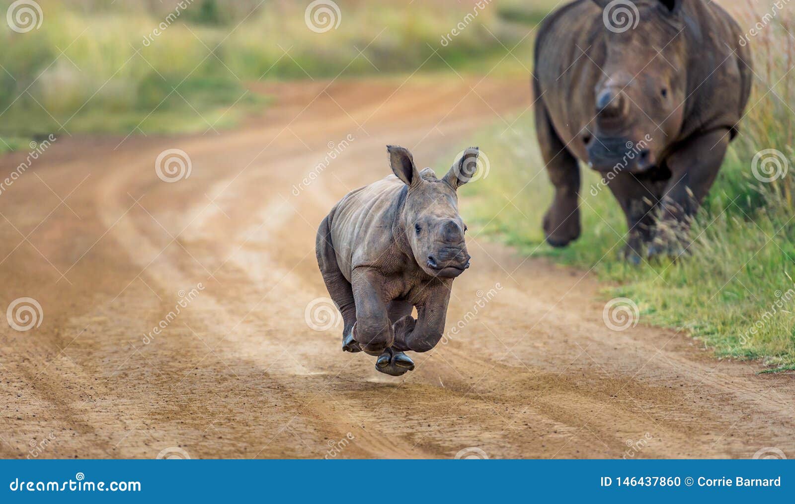 baby rhino running