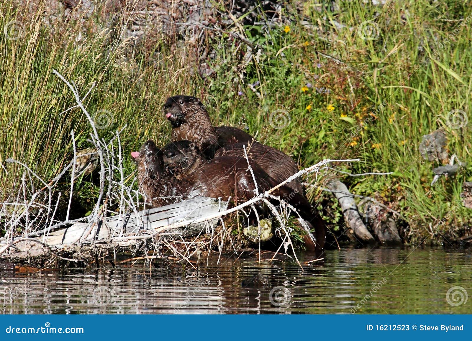 Baby River Otters stock image. Image of lontra, brown - 16212523