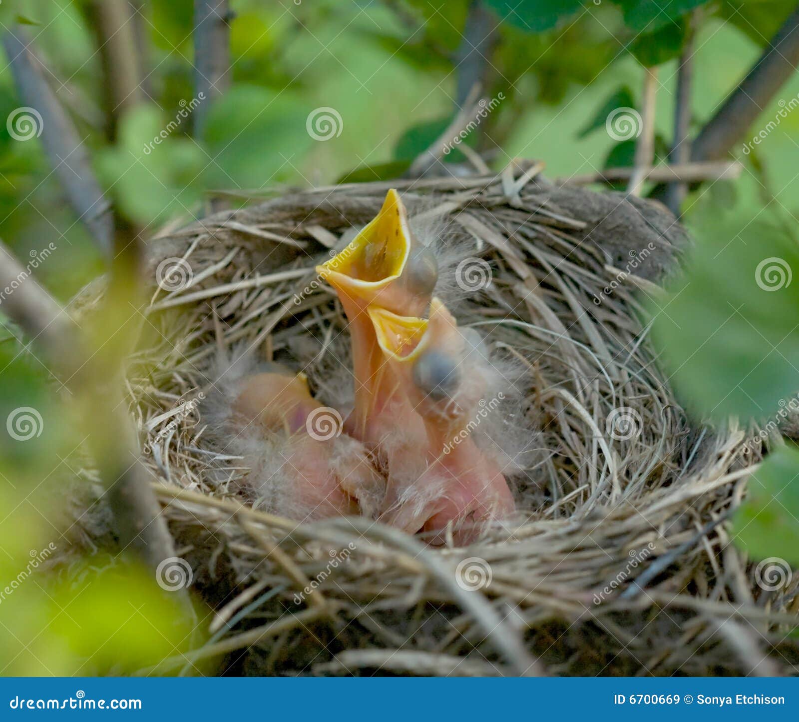 Baby Robins stock image. Image of baby, three, reach, hungry 6700669