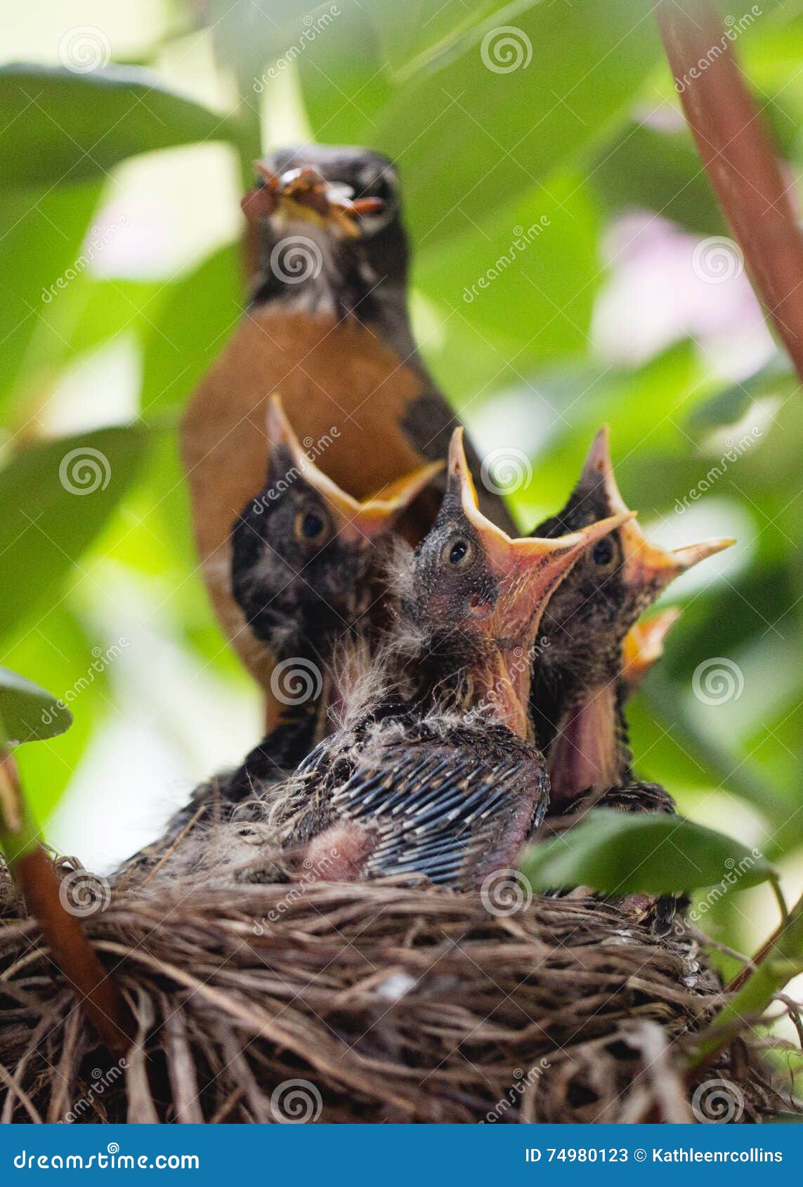 baby robins open beaks