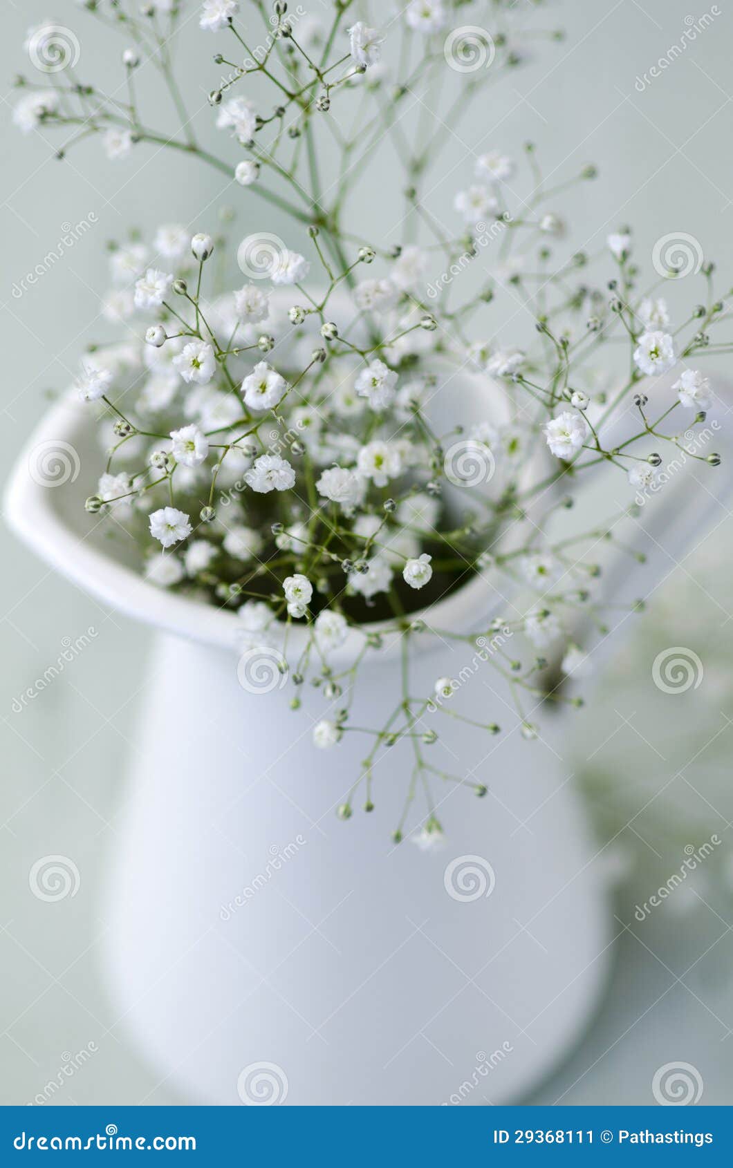 Baby S Breath Flowers Arrangement Stock Image Image Of Indoors Babys 29368111