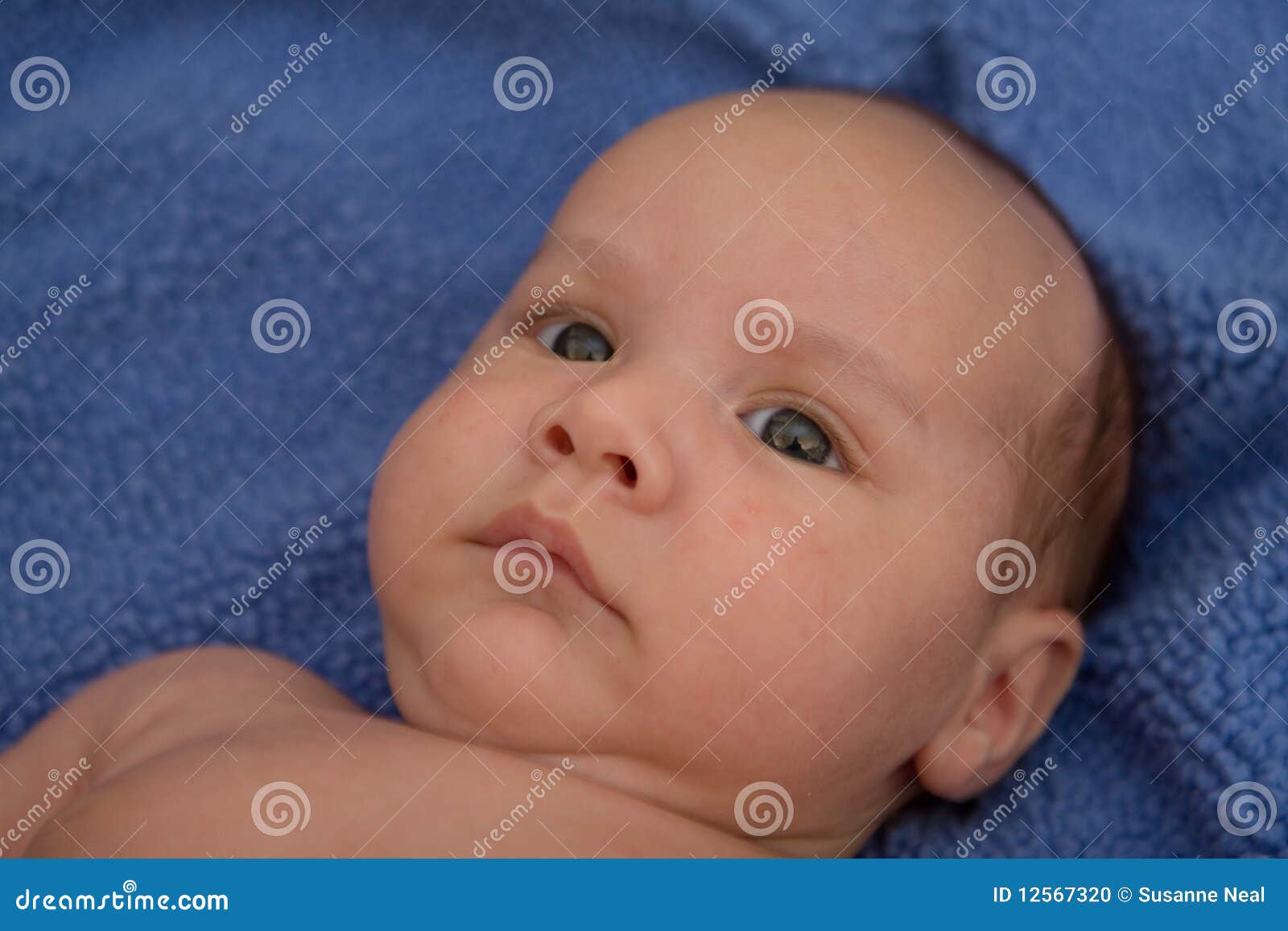 Baby S Face on Blue Blanket Stock Photo Image of loving, gray 12567320