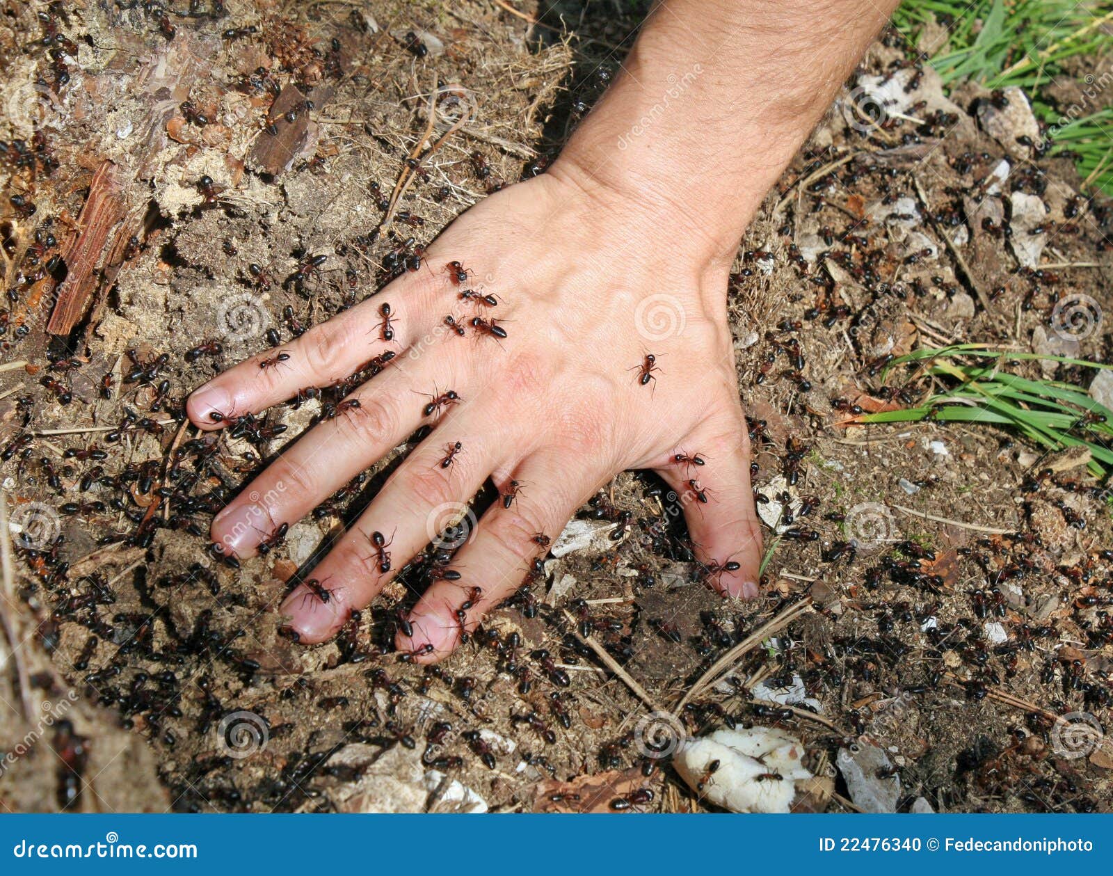 Baby S Hand Covered with Jagged Ants Stock Photo Image of nail