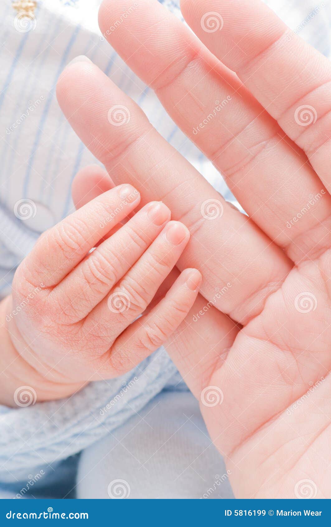 Baby s hands stock image. Image of infant, love, hands 5816199