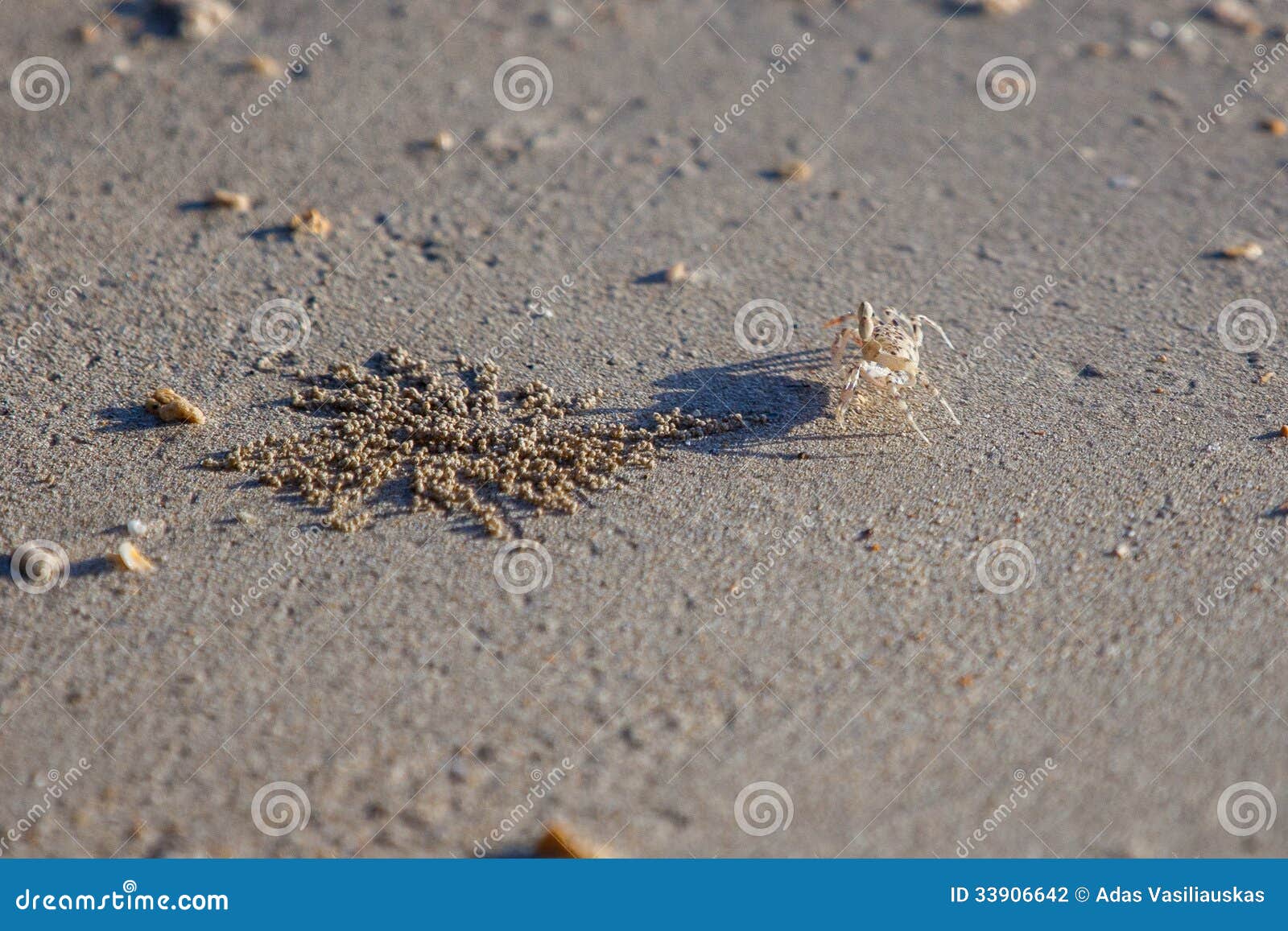 Маленькая песчинка. Рачки в песке. Маленькие песчаные Крабы. Маленький краб на песке. Краб живет в песке.
