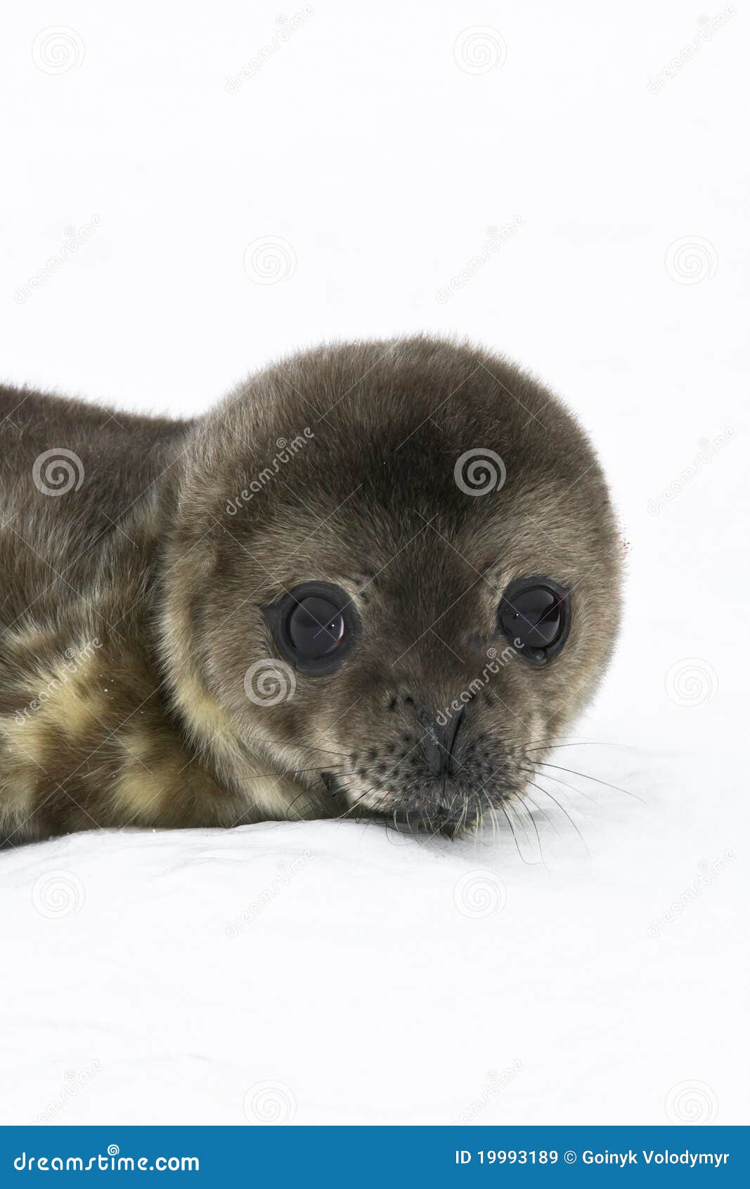 Baby seal stock image. Image of innocent, beautiful, cute 19993189