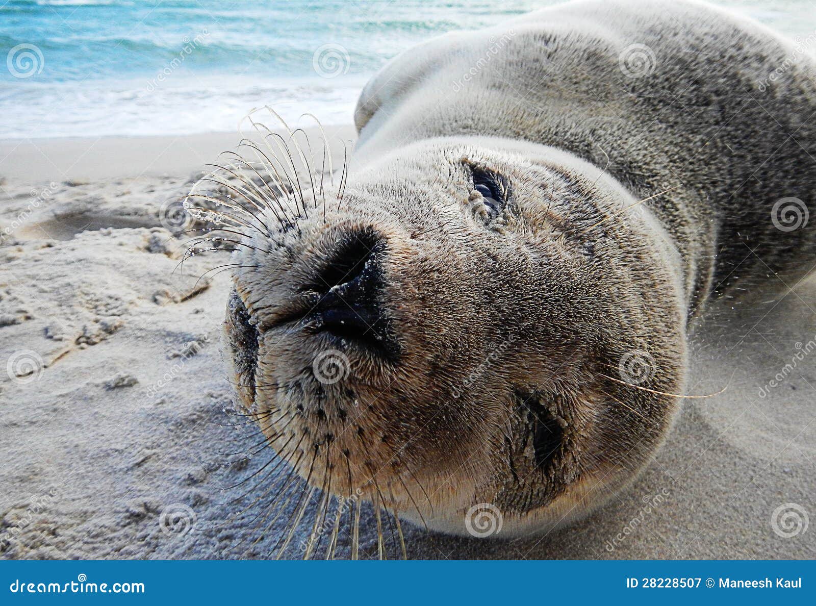 Baby seal close up stock image. Image of agile, beautiful 28228507