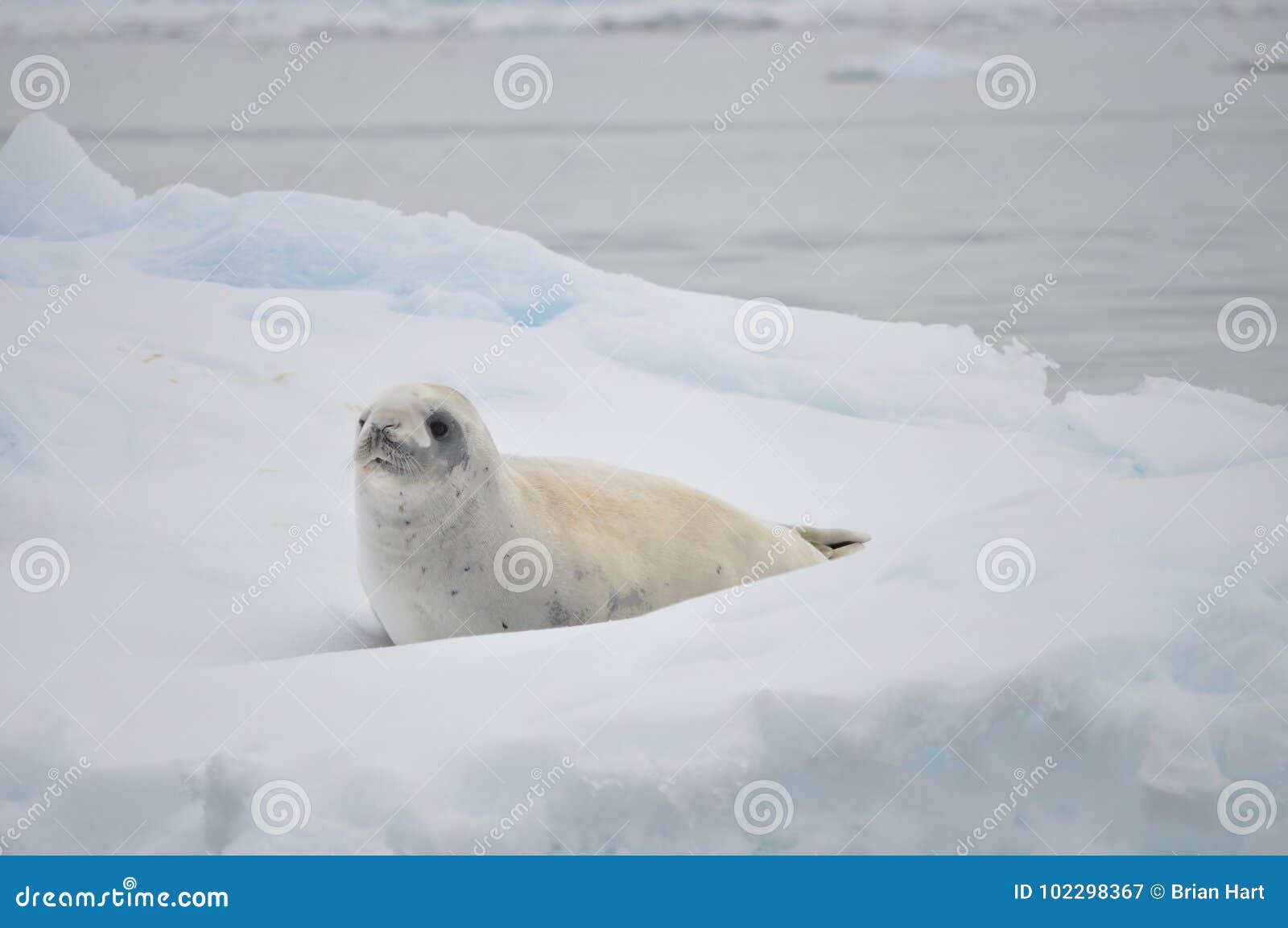 Baby Seal on an Iceberg stock image. Image of south 102298367