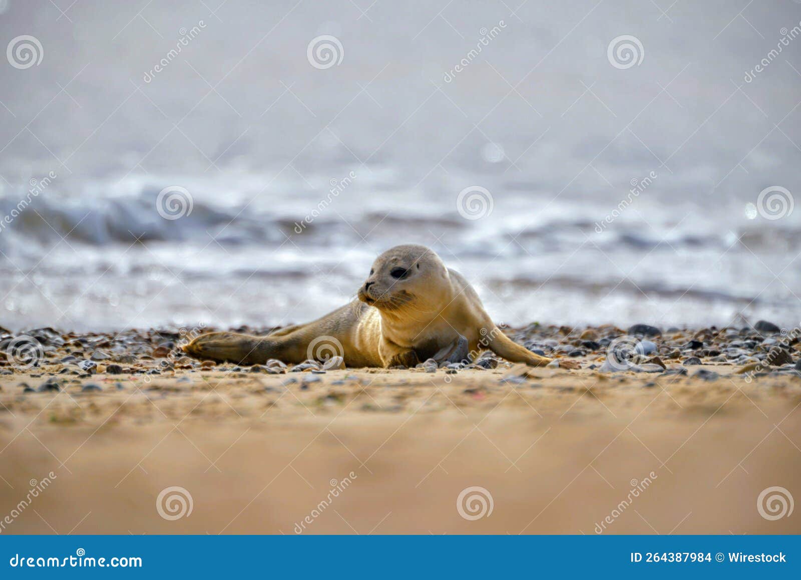 Baby seal in Norfolk, UK stock photo. Image of animal 264387984