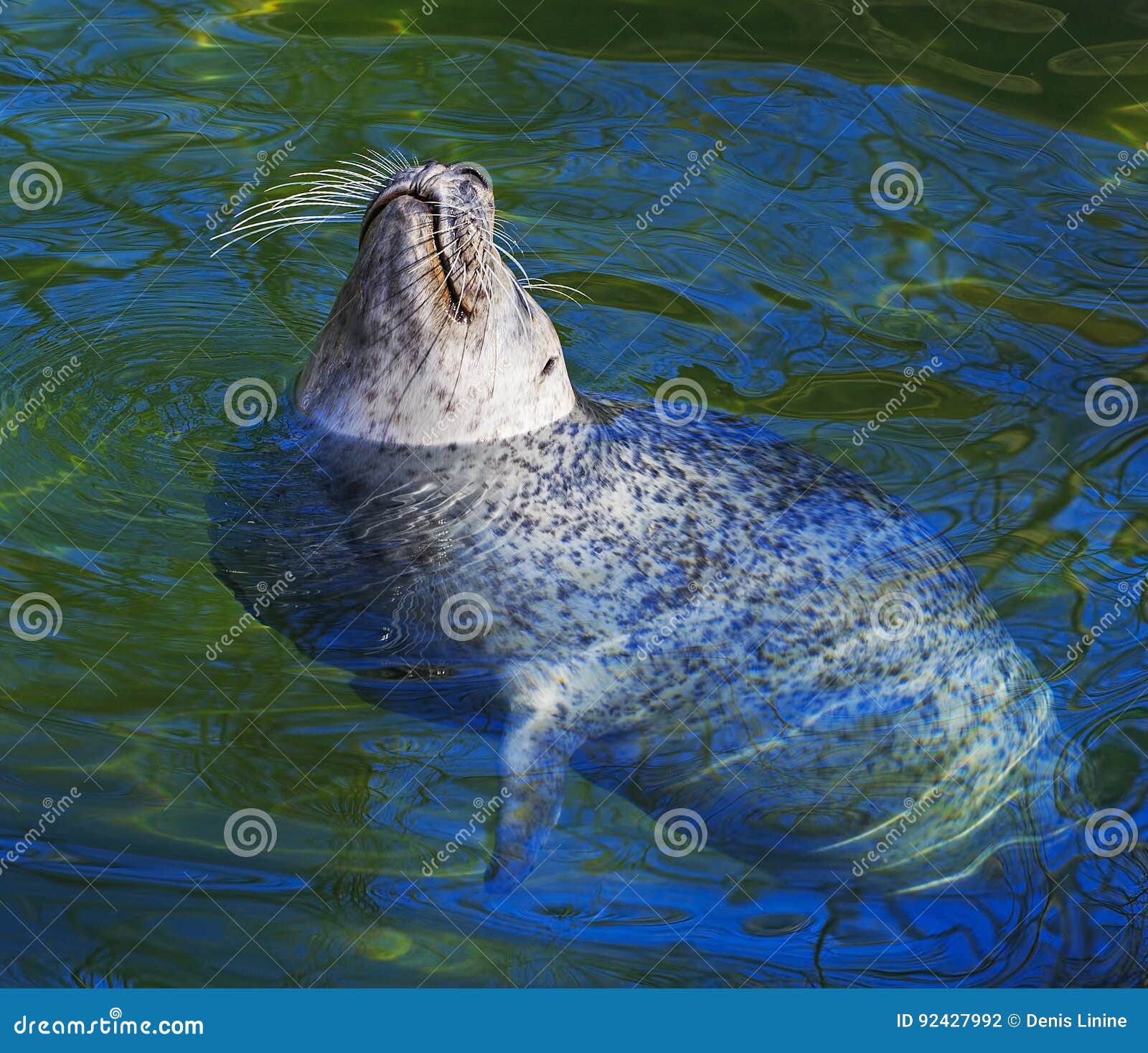Baby seal swimming stock photo. Image of water, swimming 92427992