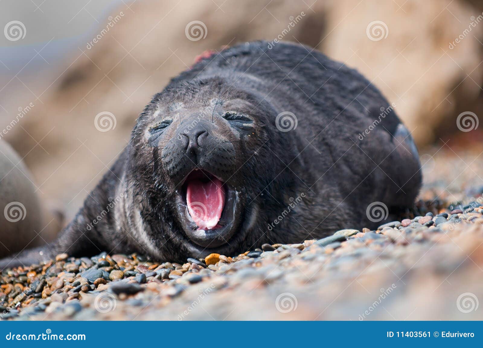 Baby Seal Yawning stock image. Image of wildlife, america 11403561