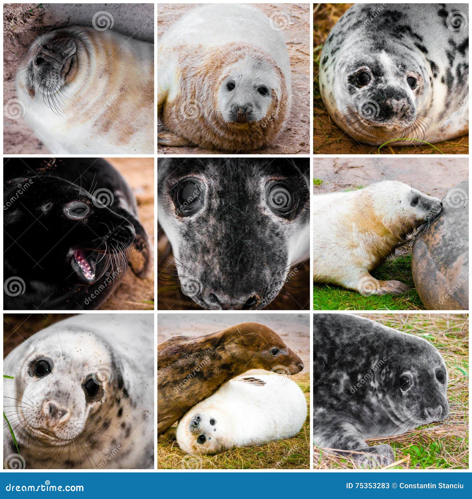 Baby seals stock image. Image of healthy, natural, funny 75353283