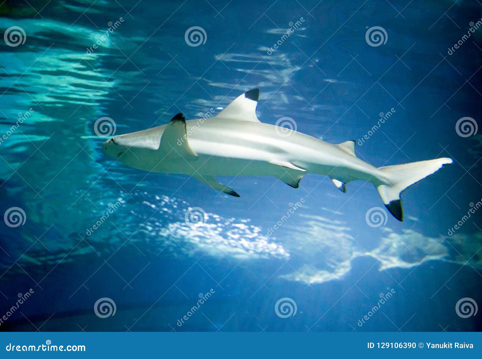 Baby Shark Underwater In Ocean Stock Photo Image Of Fauna Life