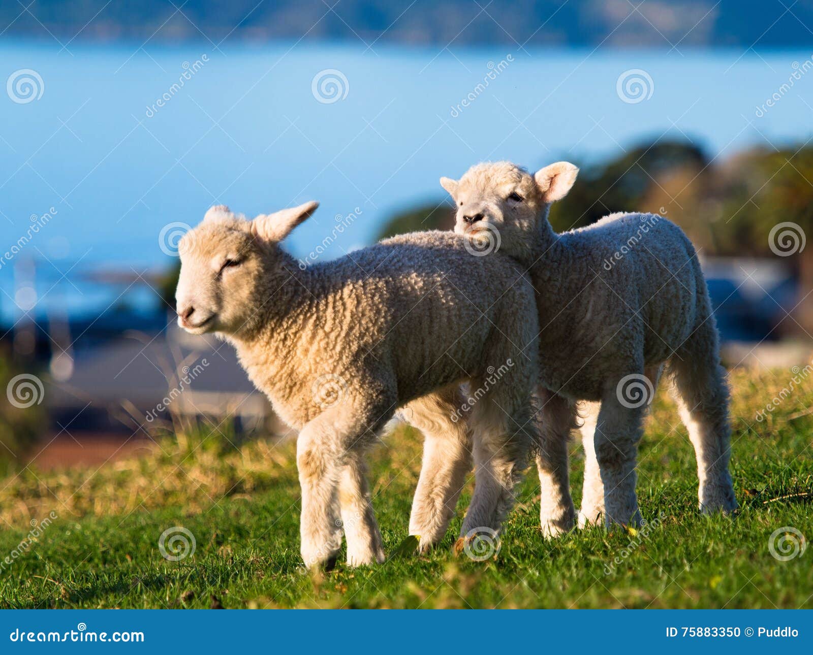 baby sheep @ omana regional park, new zealand