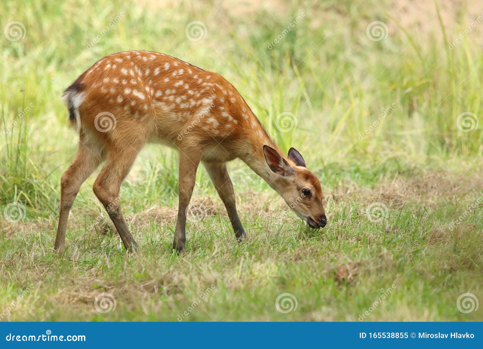 newborn deer walking