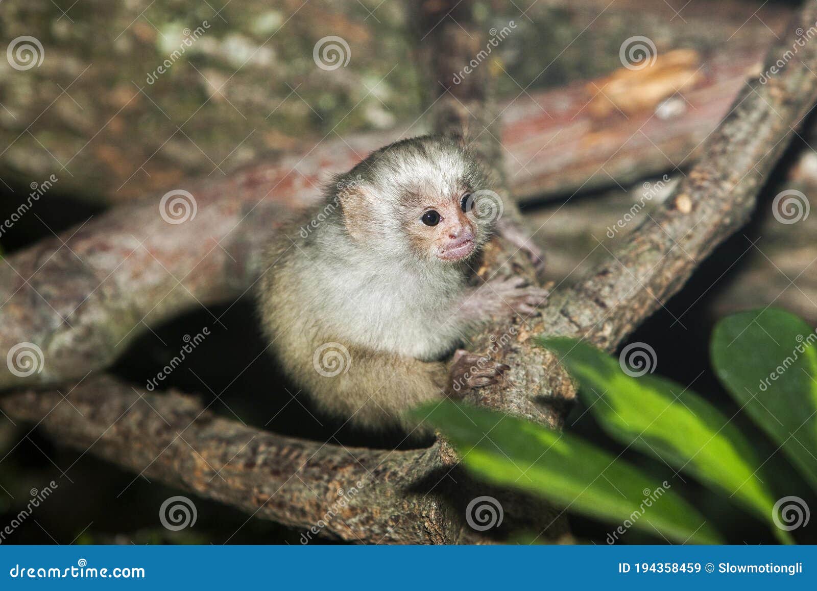 baby silvery marmoset mico argentatus on a branch