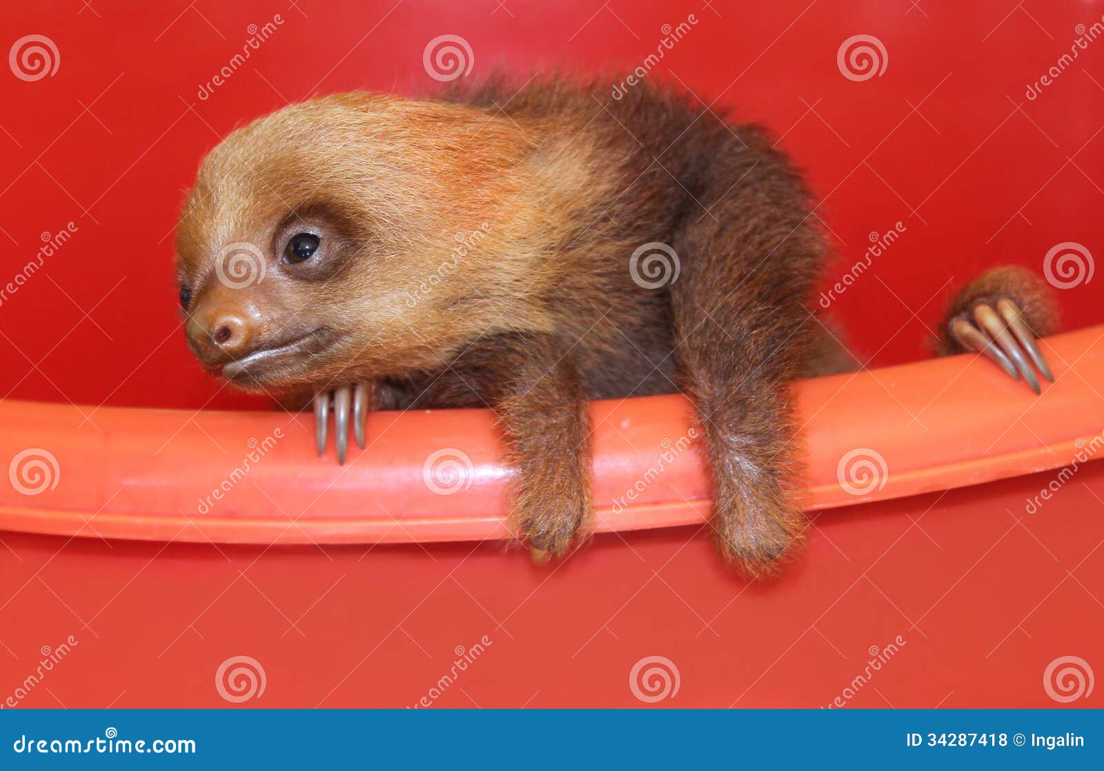 Slot Animals Slot Animals