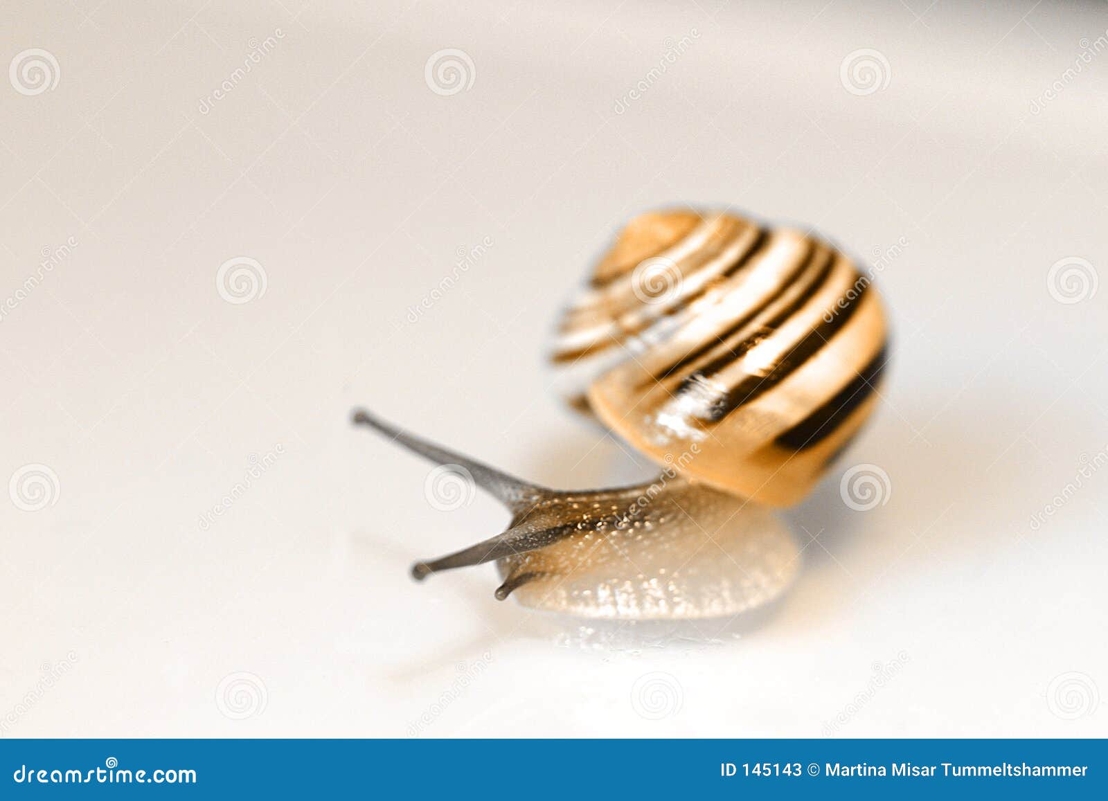 baby snail