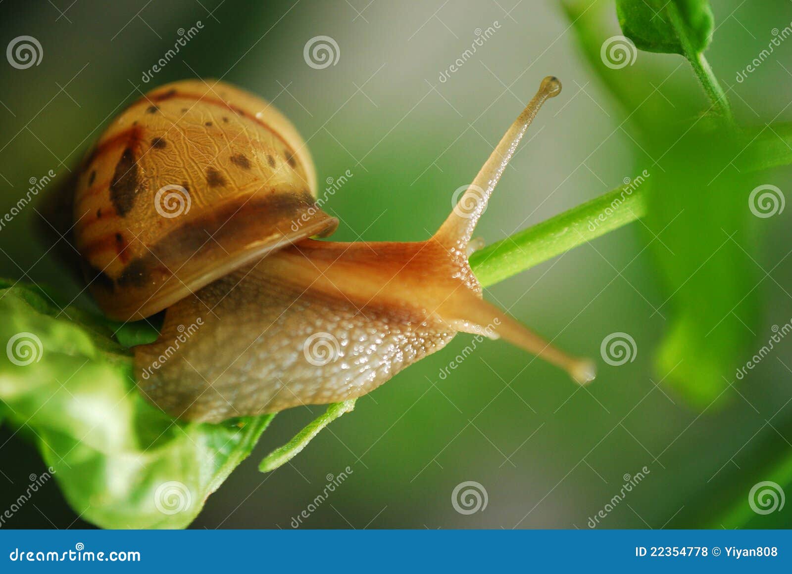Baby Snail stock photo. Image of snail, brown, tree, green 22354778