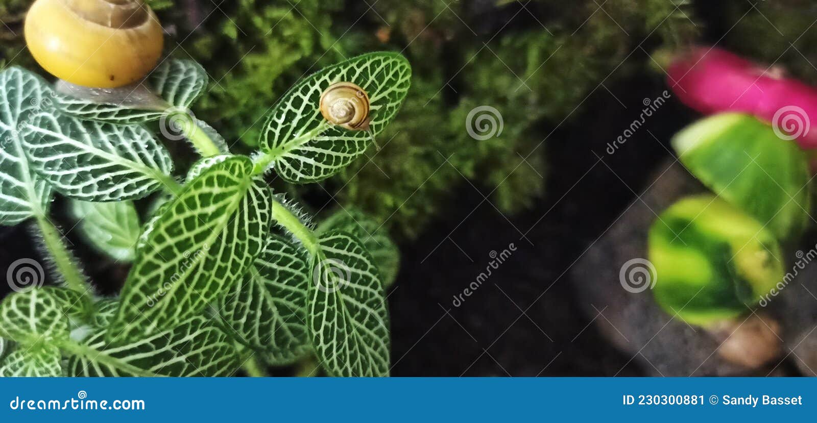 Baby snail on plant stock image. Image of plant, snail 230300881