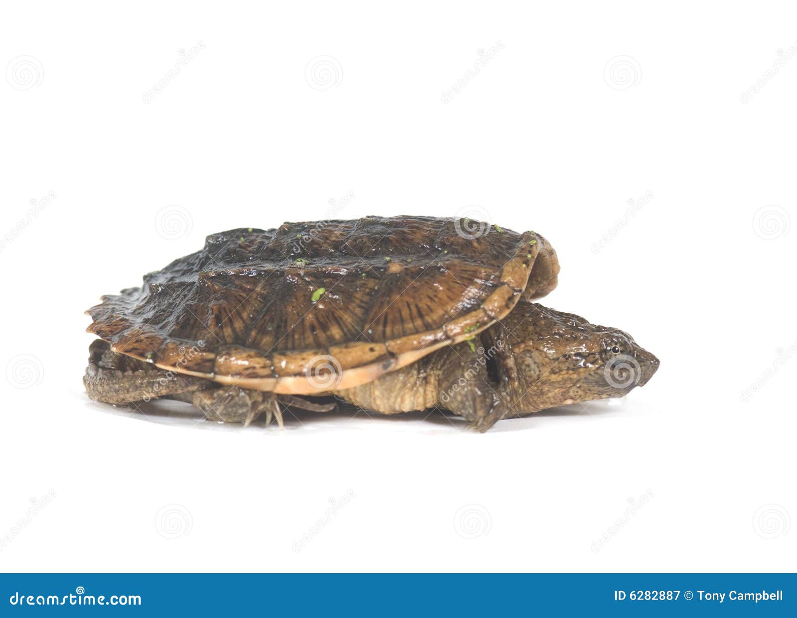 Baby snapping turtle stock image. Image of summer, reptile - 6282887