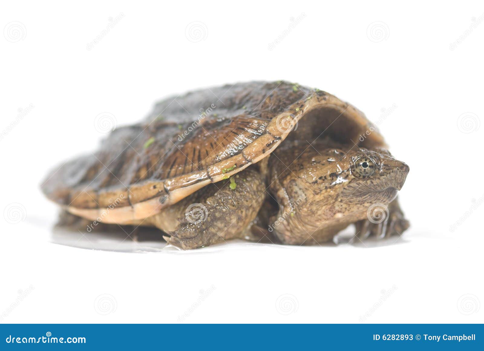 Baby snapping turtle stock image. Image of reptile, wildlife - 6282893