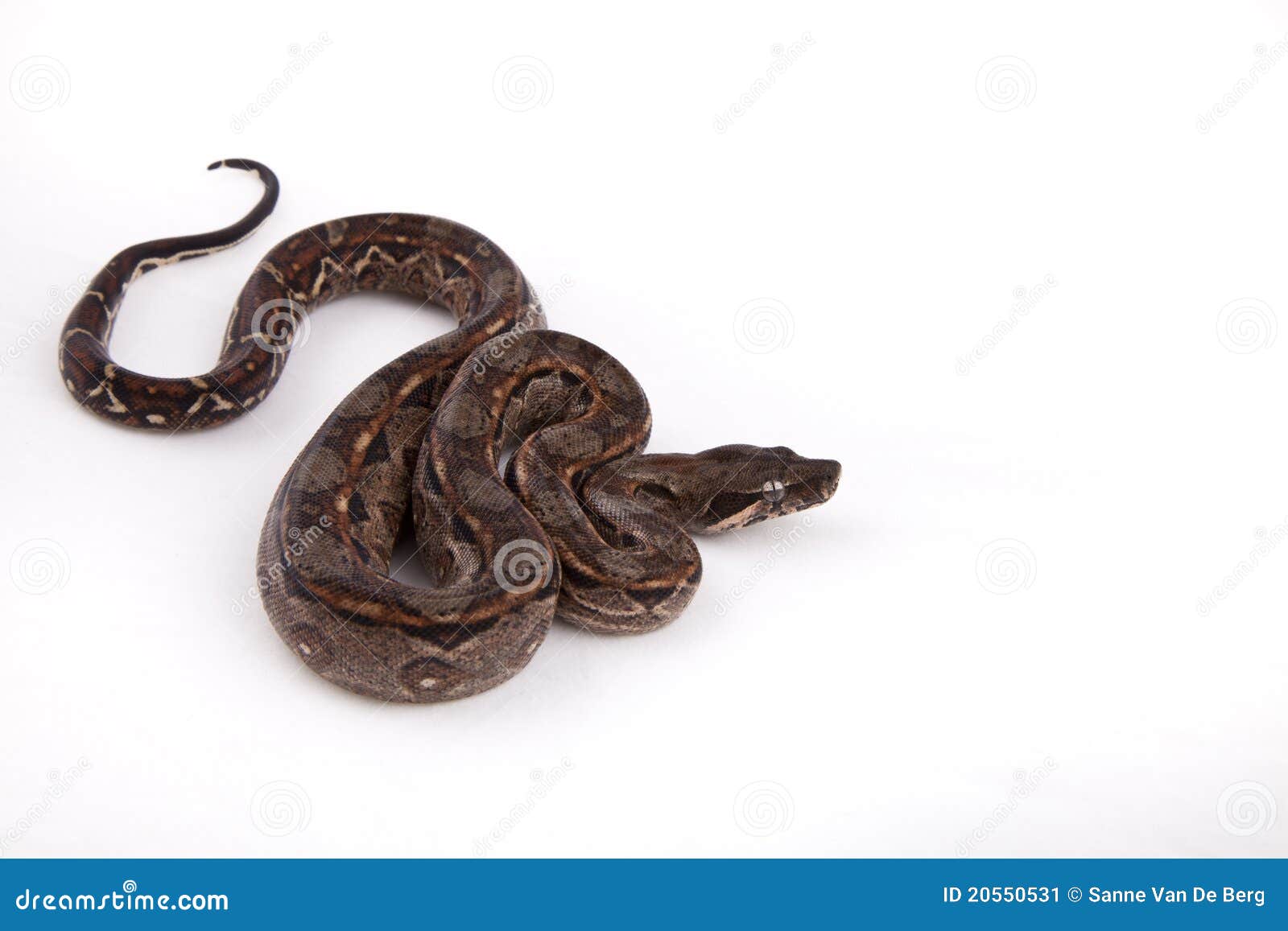 Baby Sonoran Desert Boa Constrictor Stock Image Image of constrictor