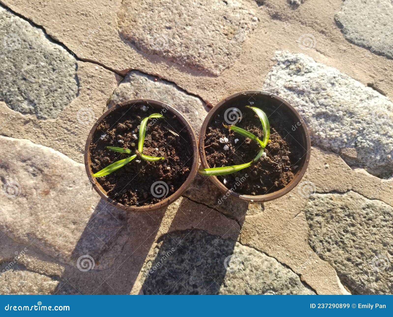 Baby Spider Plants stock image. Image of produce, rock 237290899