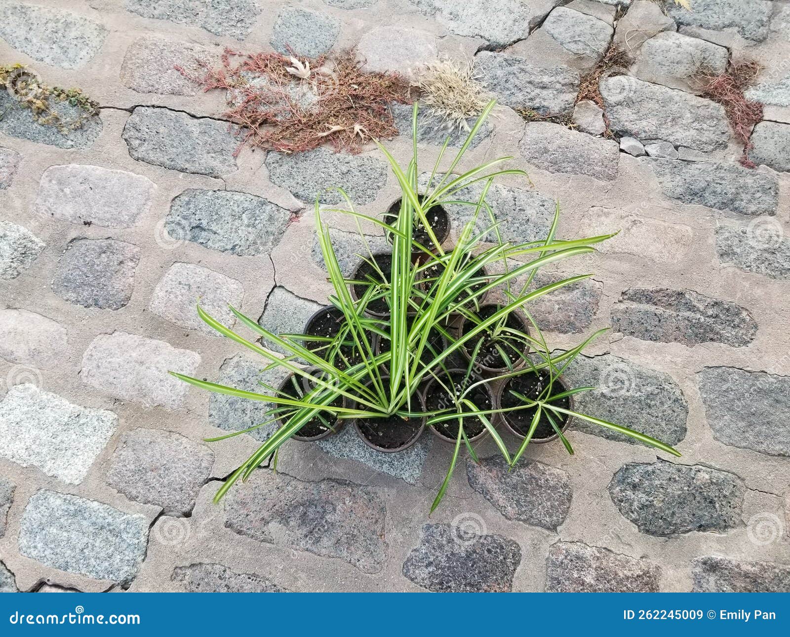 Baby Spider Plants stock image. Image of rock, green 262245009