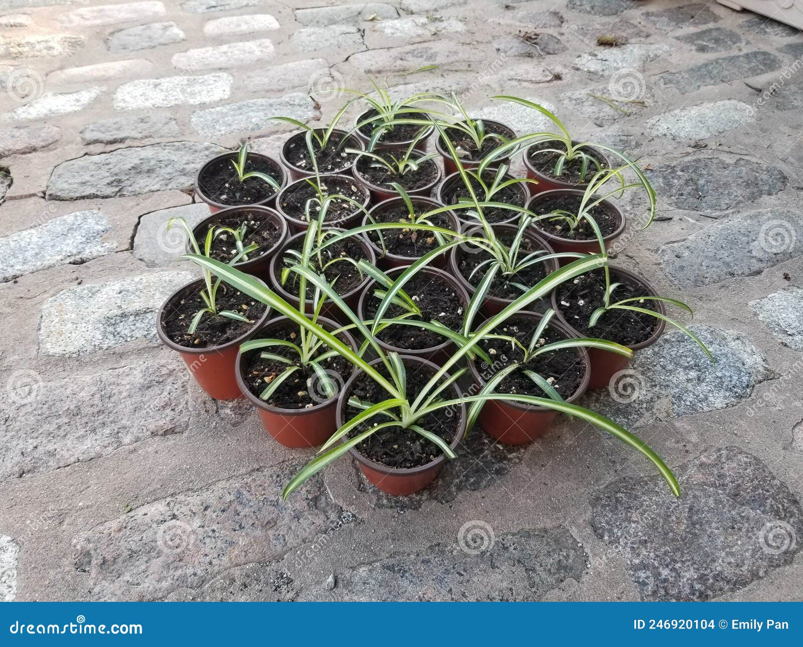Baby Spider Plants stock photo. Image of leaf, green 246920104
