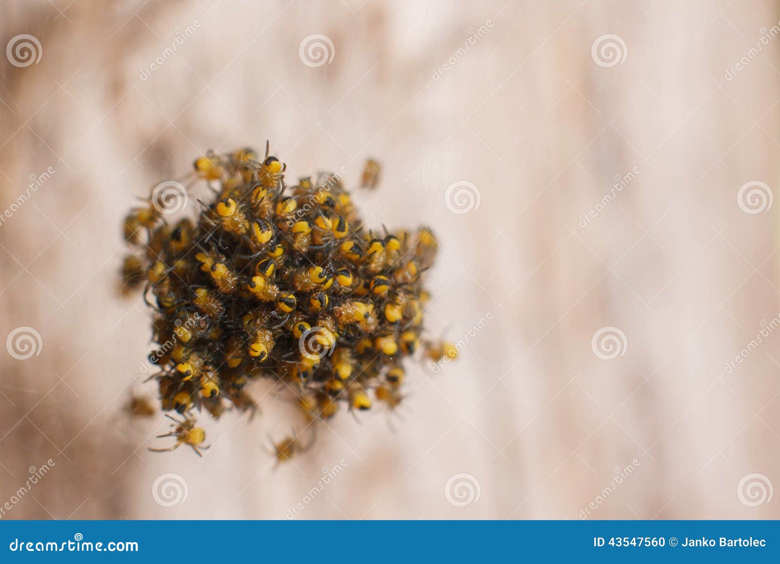 Baby Spiders Nest Stock Photo Image Of Baby Group Spyders Baby Spiders Nest Stock Photo Image Of Baby Group Spyders