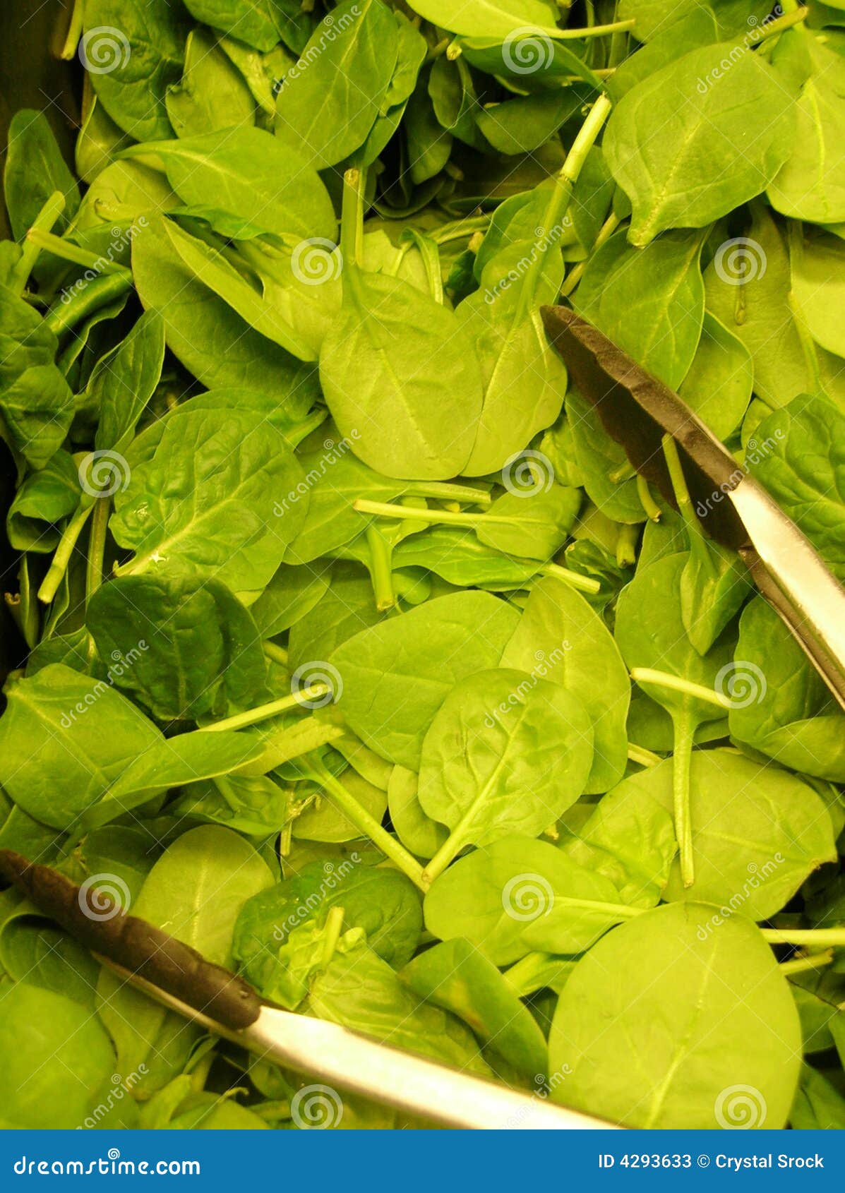 Baby Spinach stock image. Image of vegetable, baby, fresh - 4293633